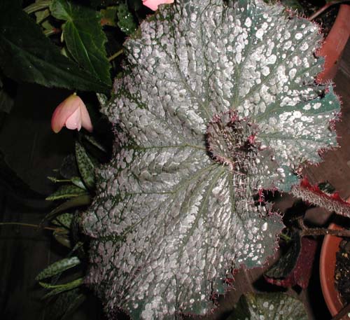 B. ‘Dappled Mist’